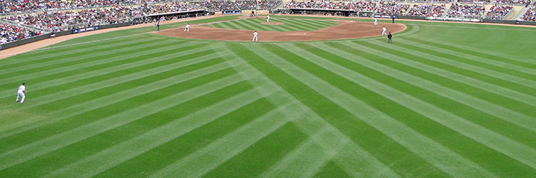 Grass at Target Field