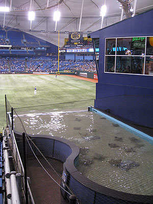 Rays Touch Tank